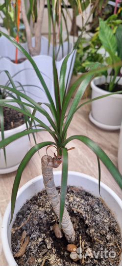 Цветы комнатные