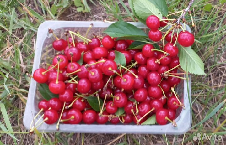 Черешня(вишня)