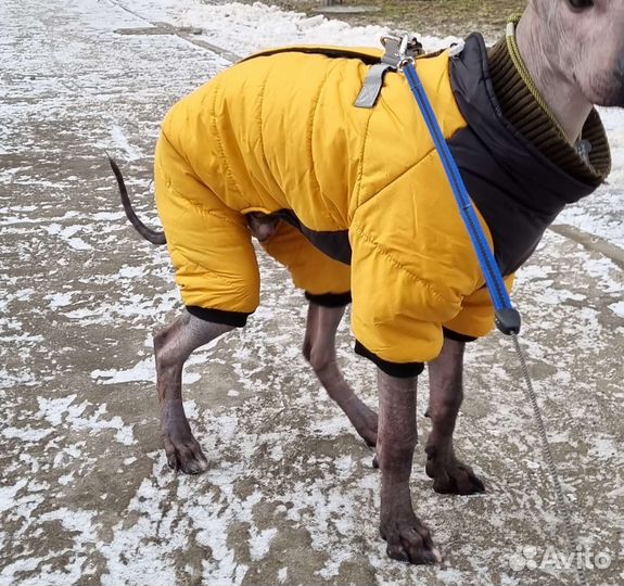 Комбинезон для средней собаки