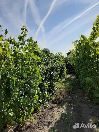 Виноград - саженцы, черенки. Элитные сорта