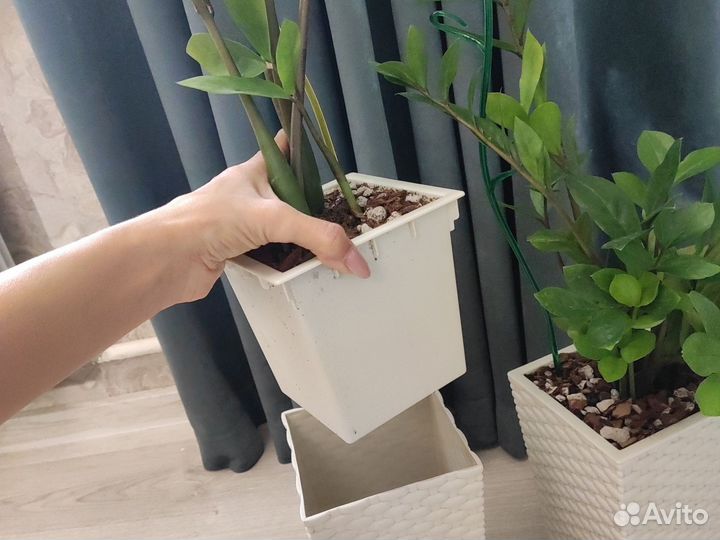 Замиокулькас