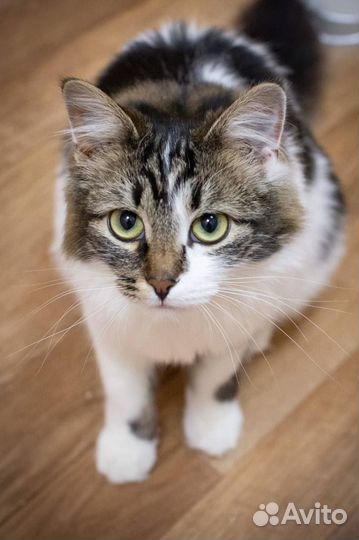 Ищем дом пушистой красотке