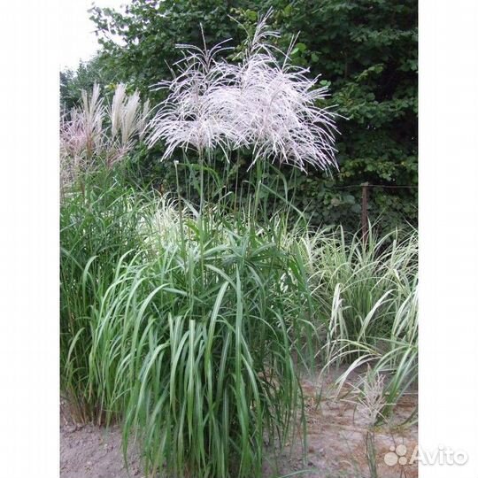 Декоративные Злаки Луки и другое