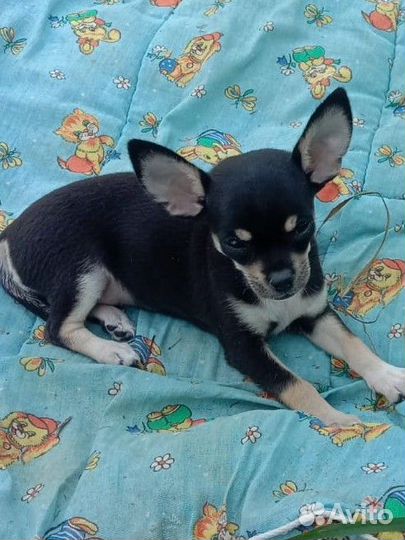 Щенок чихуахуа. Mini Девочка. 3 мес