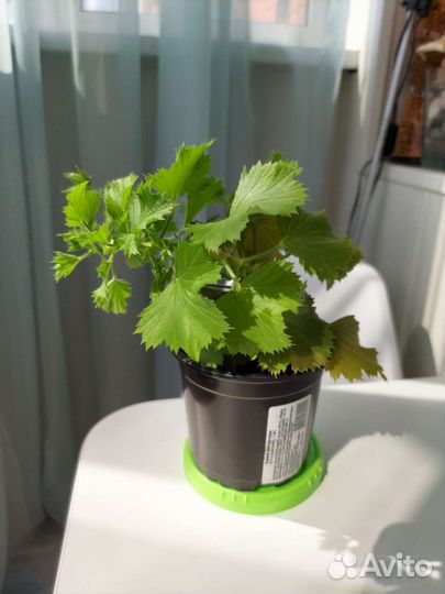 Пеларгония герань королевская