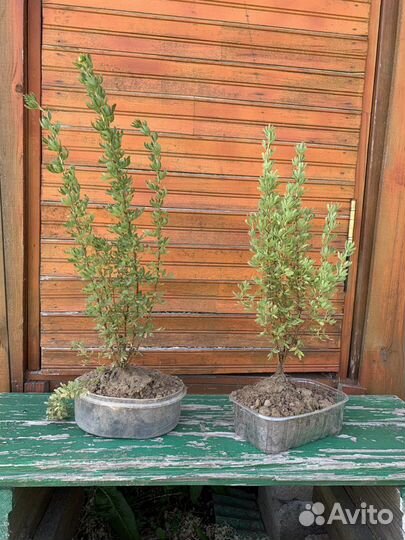 Лапчатка для дачи желтая