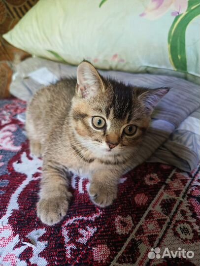 Шотландская шиншилла