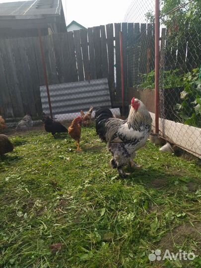 Молодые петухи