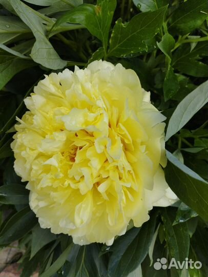 Пион Бартзелла, Лоллипоп и др