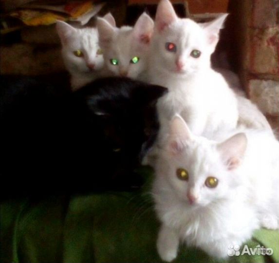 Отдам котят