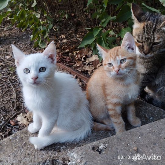 Котята 2,5 мес мальчики