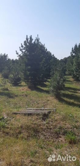 Кедр сибирский