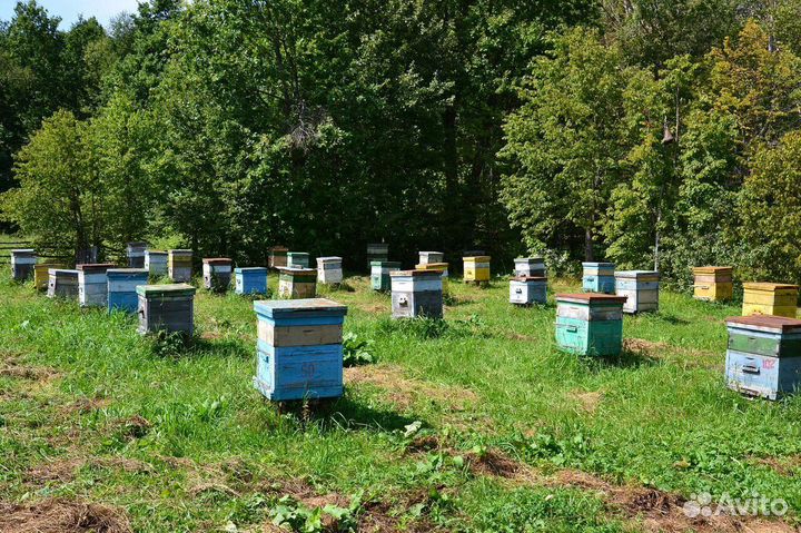 Улей с пчелами