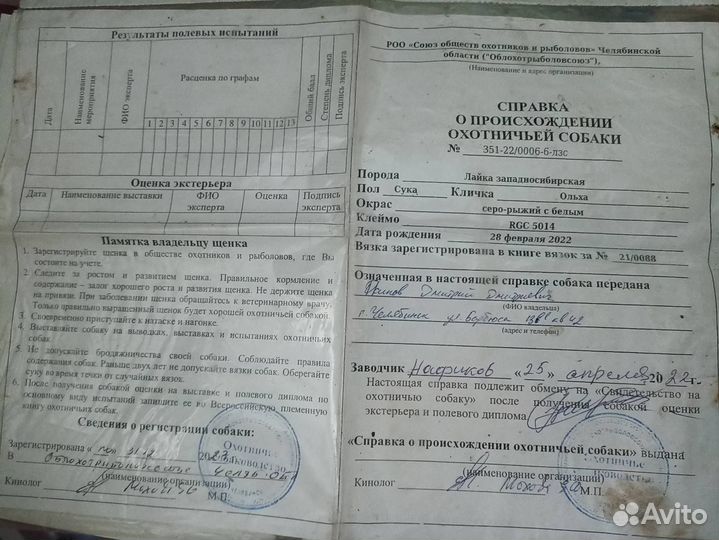 Западно сибирская лайка