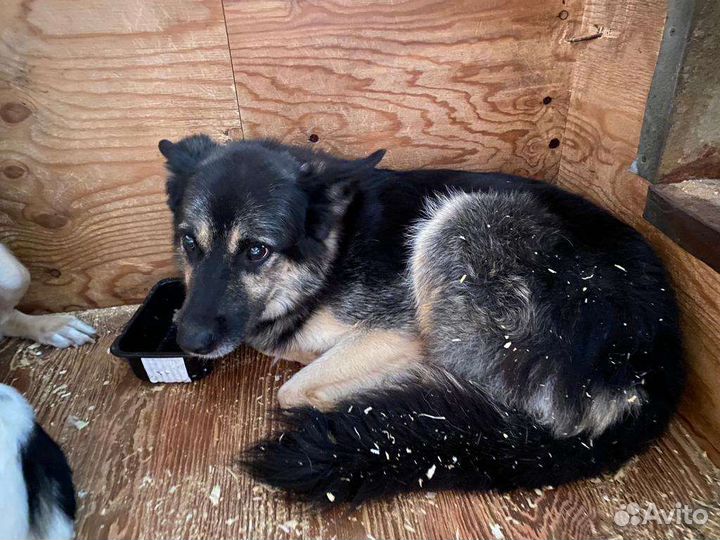 Спасите собаку из приюта