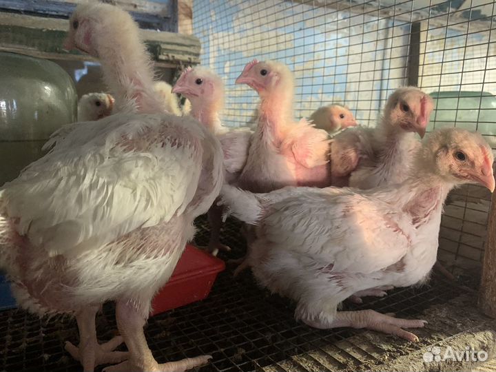 Бройлер 7, 14, 20 дней