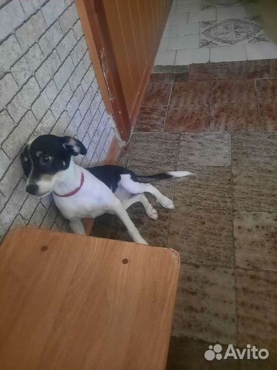 Собака, дворняжка