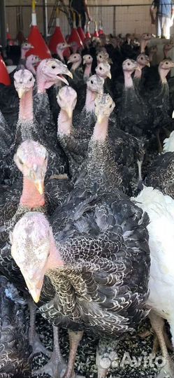 Индюшата подрощенные