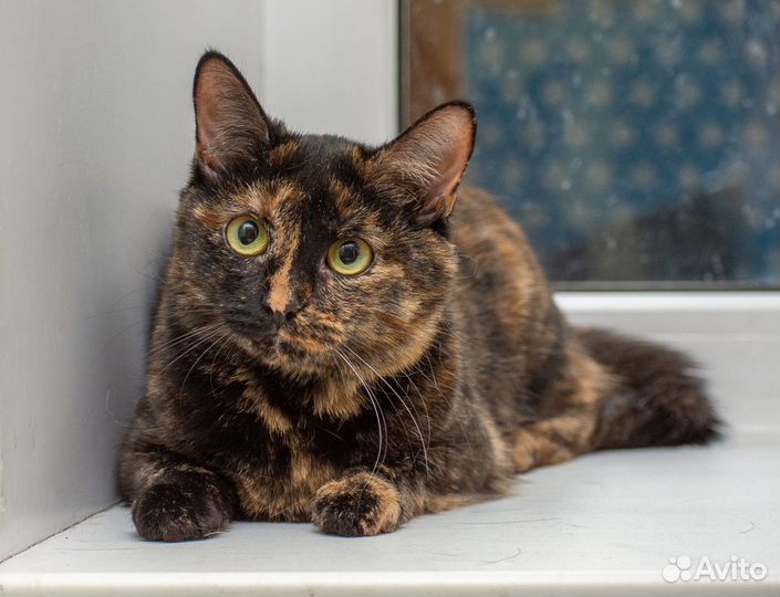 Кошечка в добрые ручки