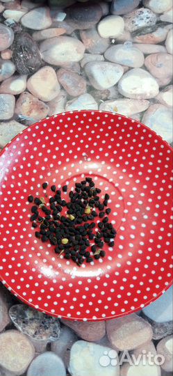 Ипомея(вьюнок)