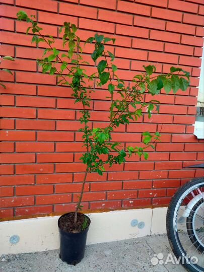 Алыча Царская саженцы