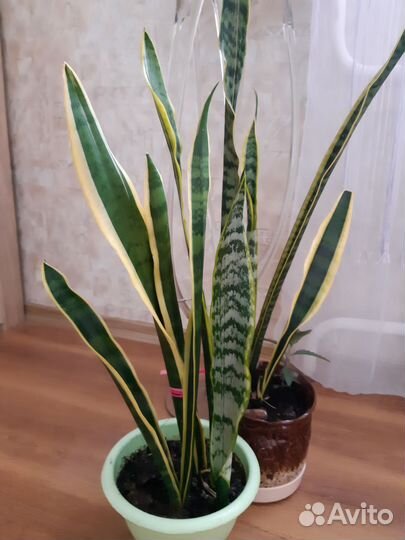 Комнатный цветок сансивиерия Футура Суперба