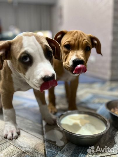 Продаются щенки