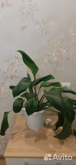 Эухарис амазонская лилия