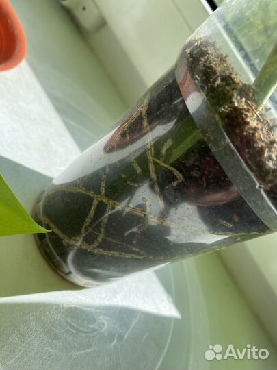 Филодендрон малай голд