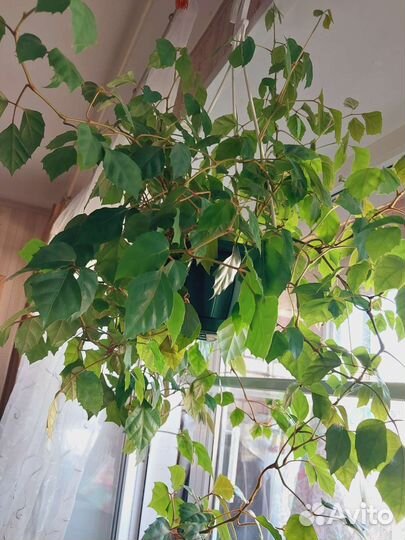 Комнатные цветы