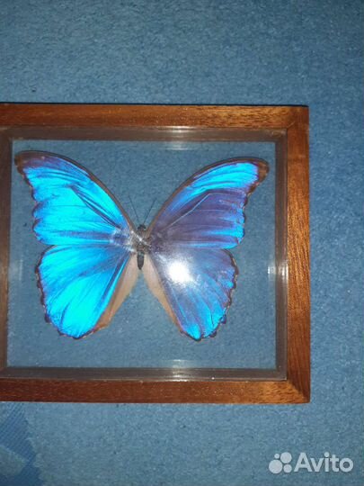 Бабочка Морфо Менелай под стеклом из Бразилии
