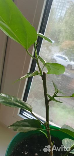 Гибискус черенки, роза