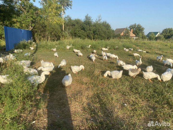 Гуси линда