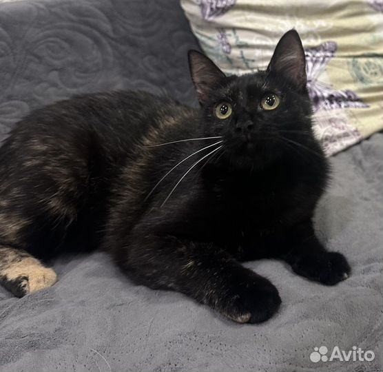 Котята в добрые руки мальчик и девочка