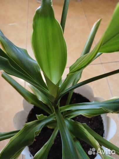 Пальма драцена