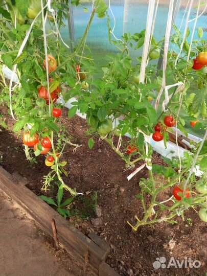 Помидорки разного размера из теплицы