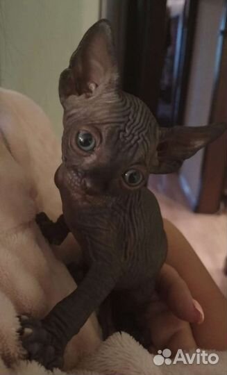 Котята сфинксы