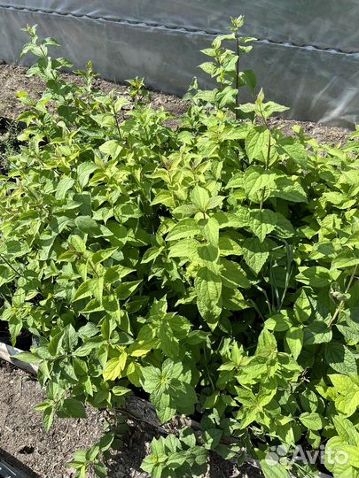 Жасмин чибушник