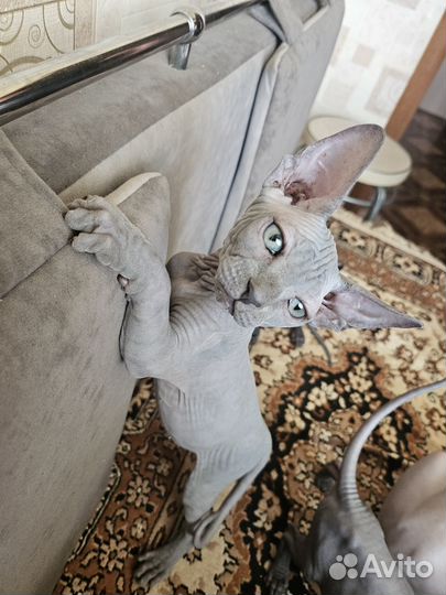 Канадский сфинкс эльф котенок
