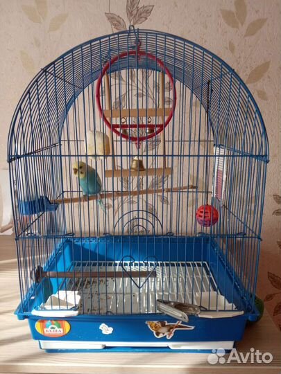 Волнистый попугай с клеткой