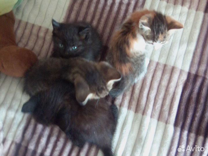 Котята в добрые руки
