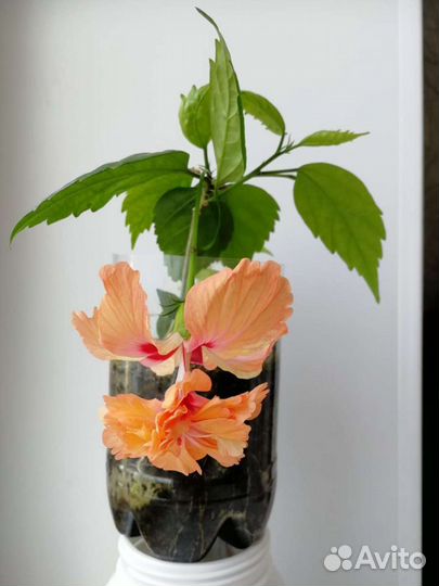 Гибискус китайская роза