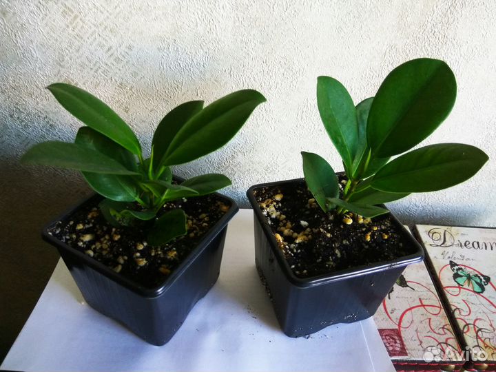 Фикус микрокарпа