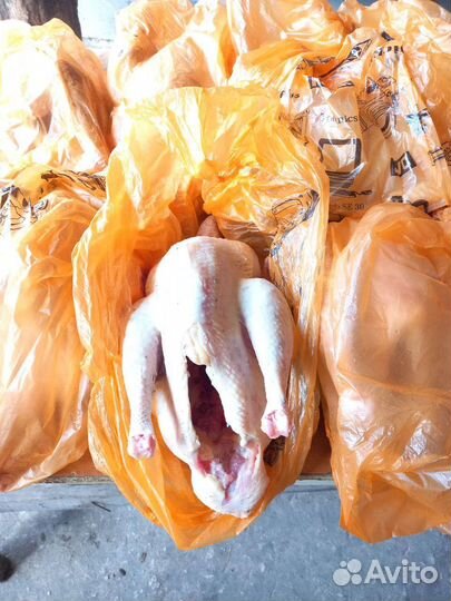 Индюки домашние