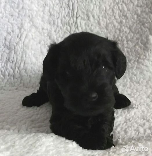 Цвергшнауцер