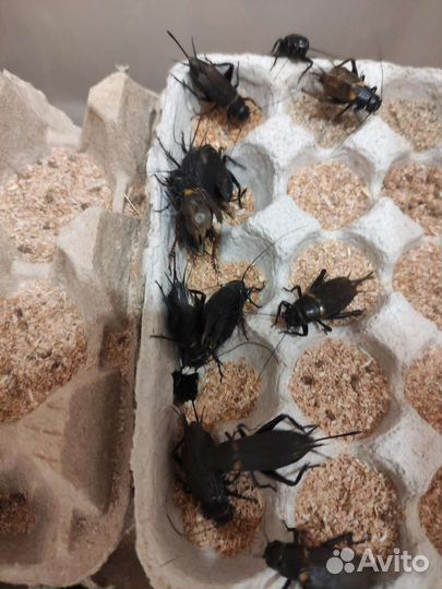 Сверчки живые. Живой корм. Сверчковая пыль