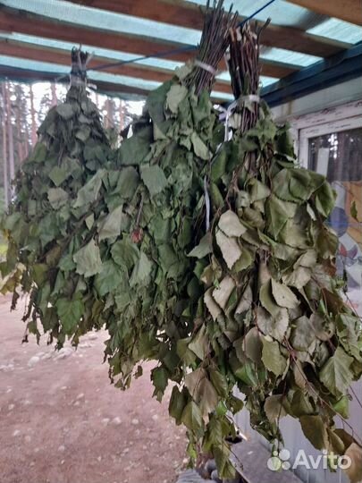 Березовые веники для бани