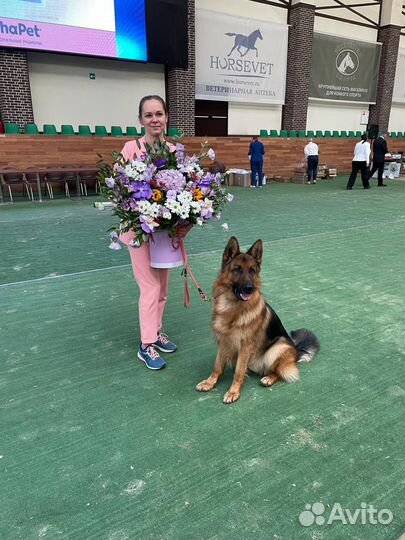 Кобель Немецкой овчарки Вязка