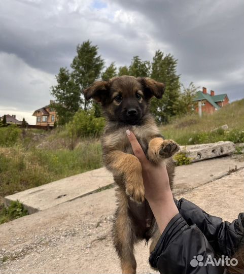 Собачки-девочки