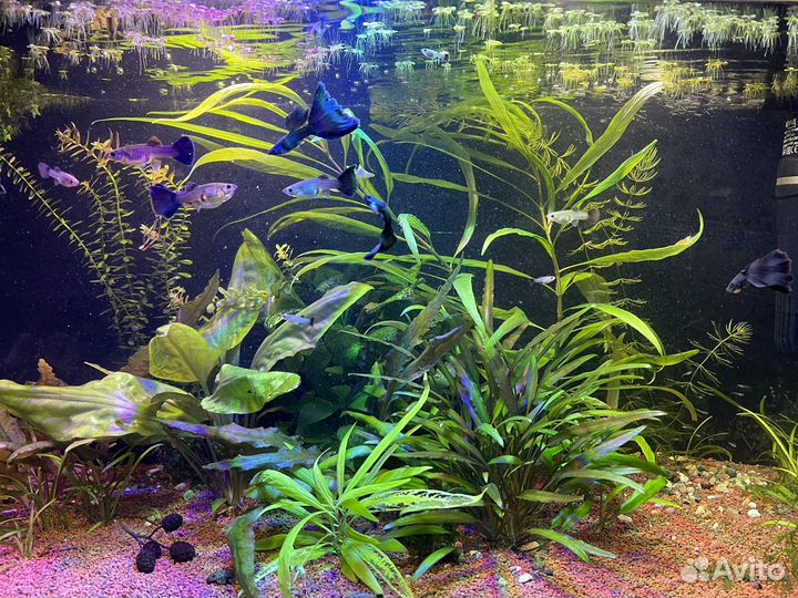 Гуппи московские сине-зелёные, черно-синие